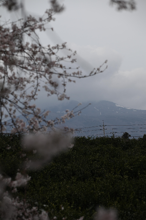 제주벚꽃명소