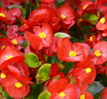 7월에 심을 수 있는 꽃6