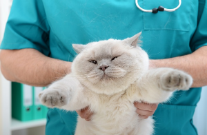 진찰을 받는 고양이