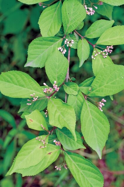 처음 시작하는 가드닝, 키우기 쉬운 정원수 BEST 10