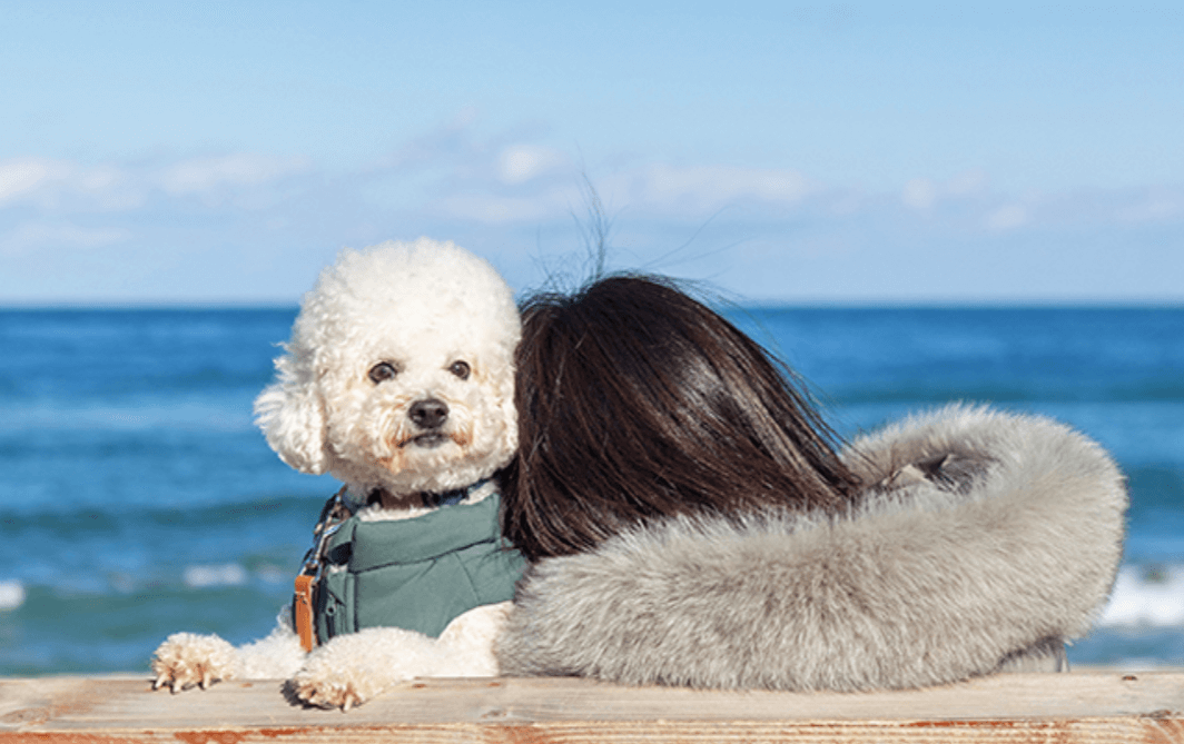 강원도 겨울 반려동물 애견 동반 여행지 추천