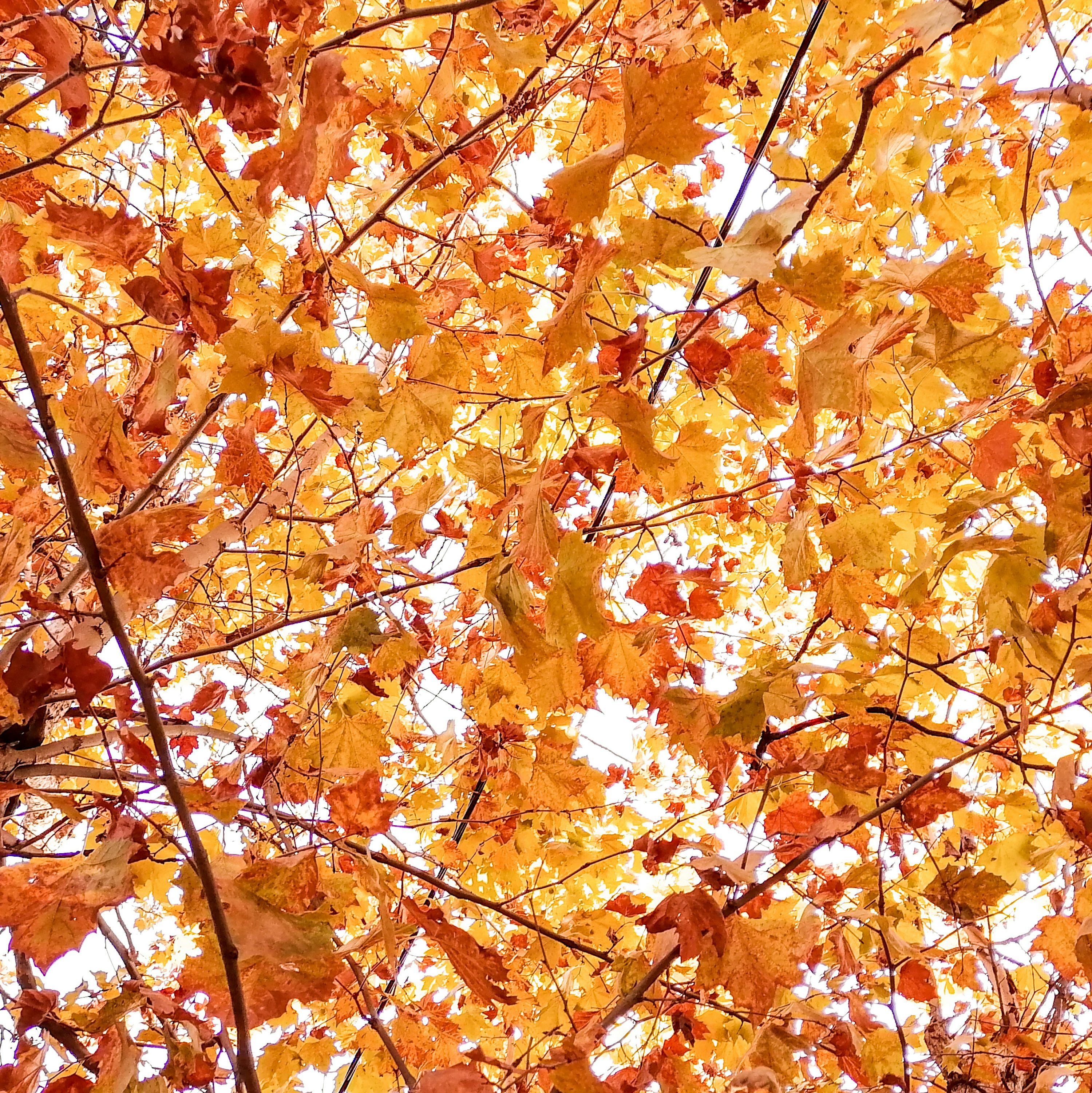 따뜻한 마음을 전하는 추석인사 문구 총정리