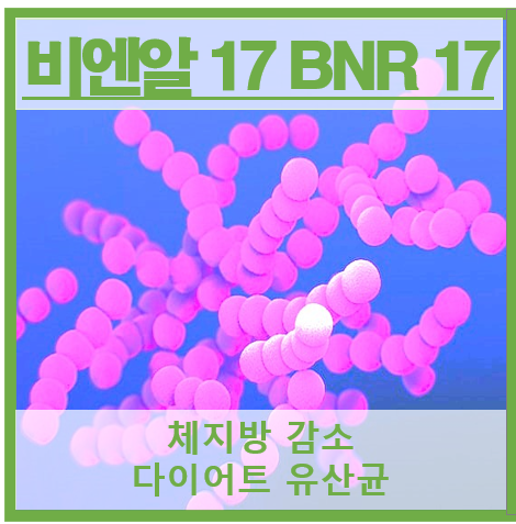 비엔알 17 썸네일