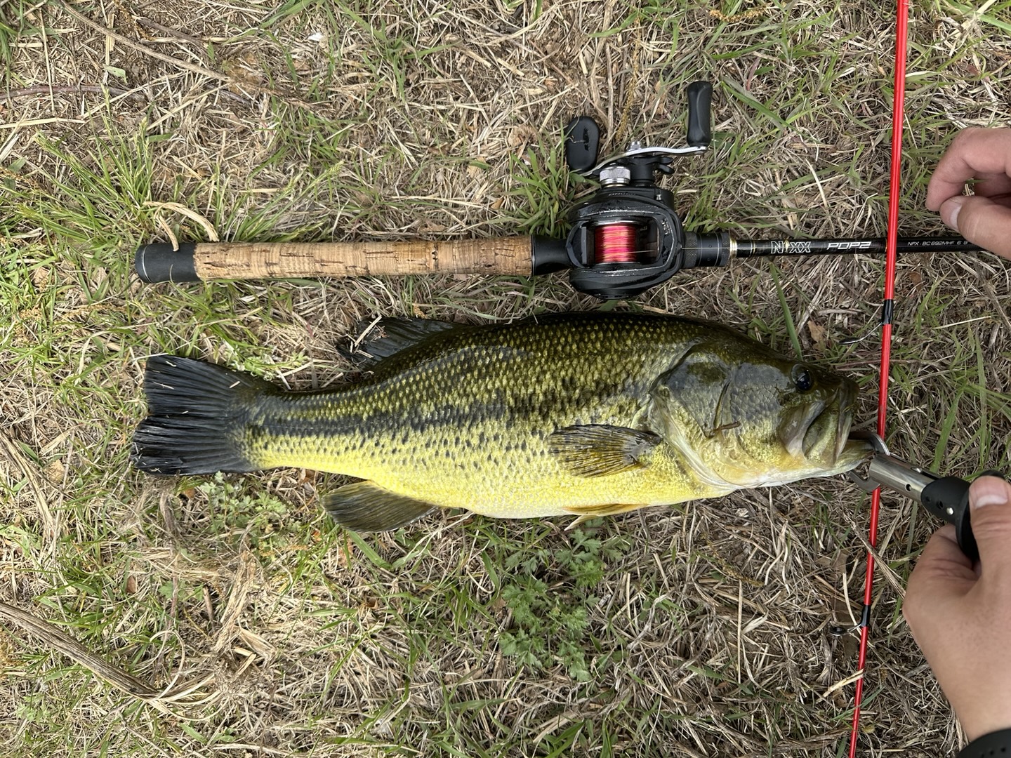 프리리그로 잡은 배스 사진