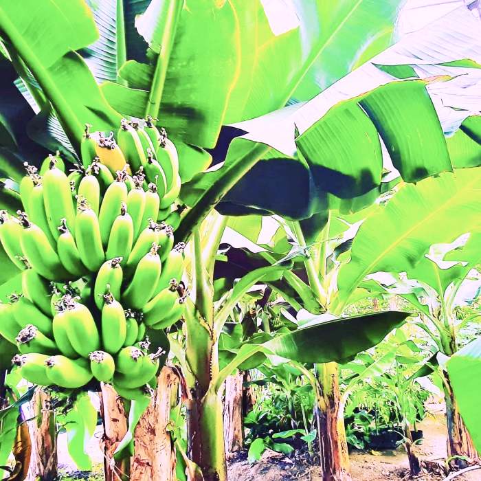 생방송오늘저녁 원주 바나나 열대작물 열대 과일 팜 카페