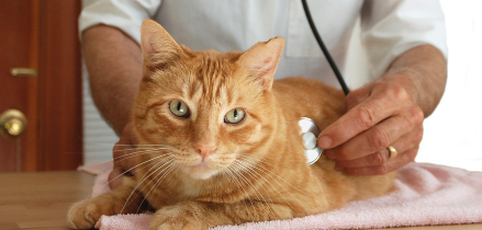 청진기를 맞고 있는 고양이.