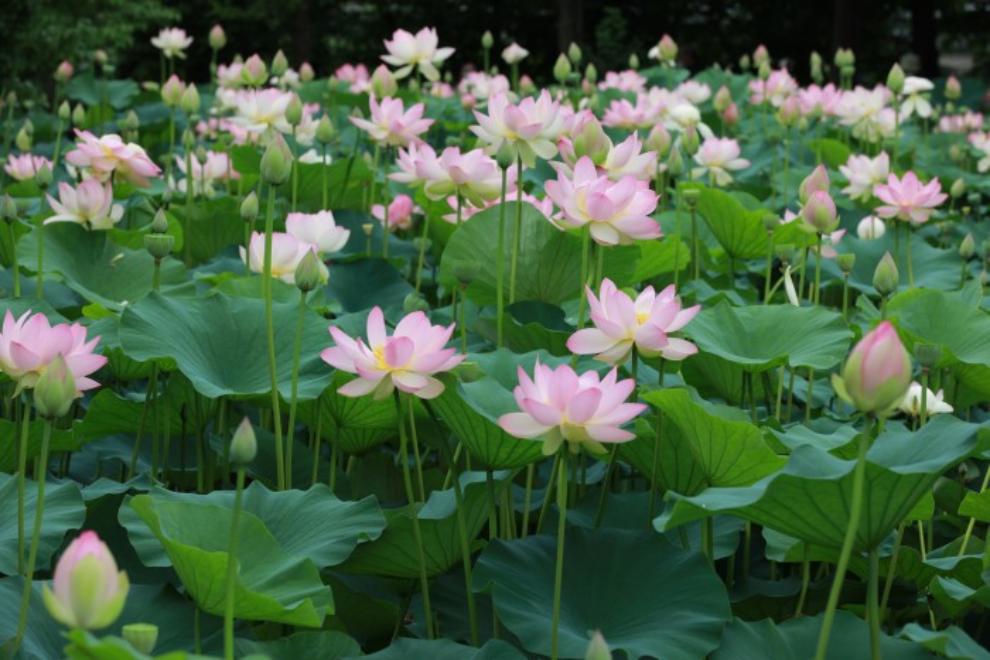 세미원 연꽃문화제