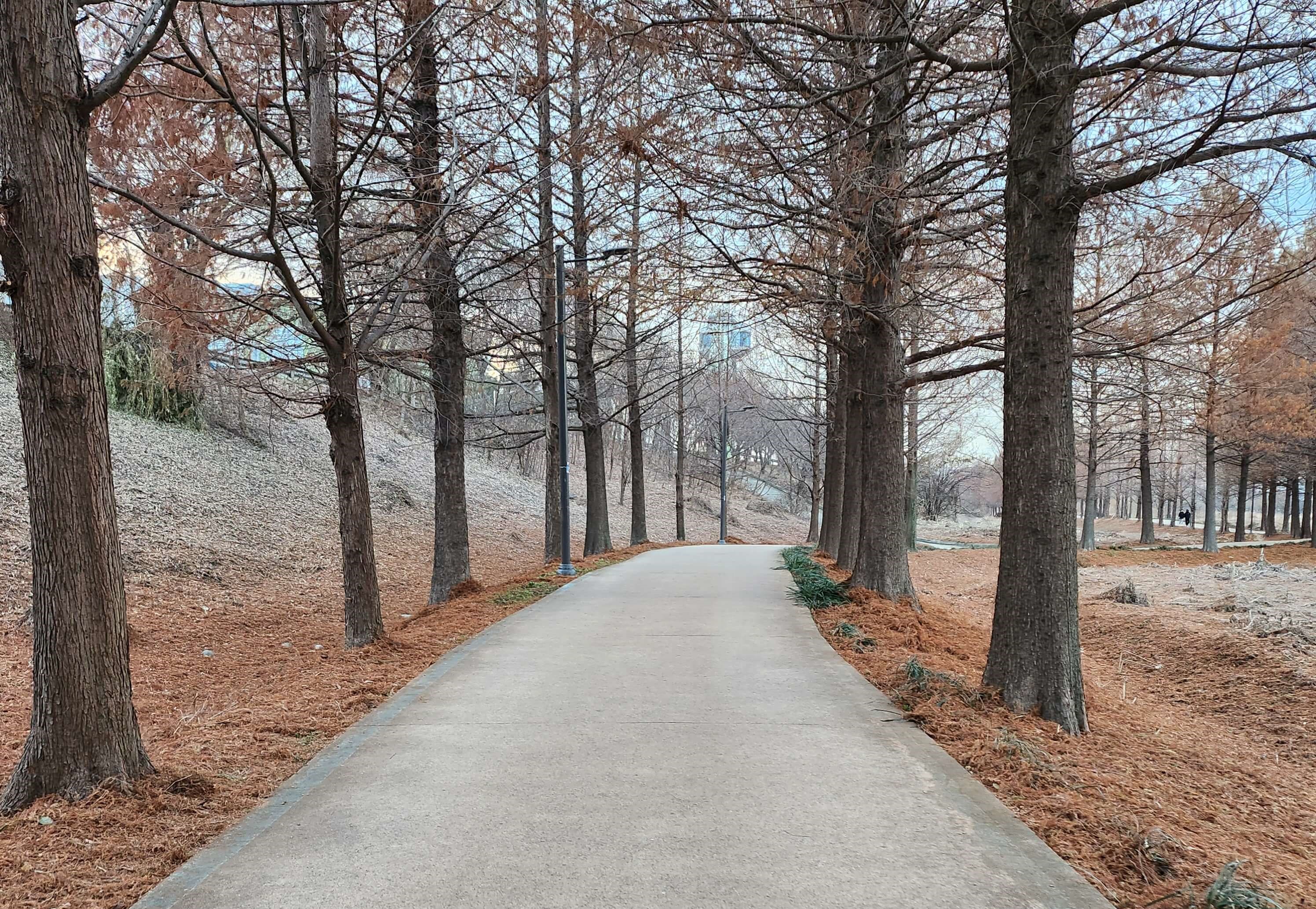 가을빛으로 물든 낙엽이 가득한 메타세쿼이아 산책로 풍경