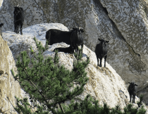 험준한 절벽 바위 위에 흑염소 다섯 마리가 서 있고 정면을 바라보는 모습이다.