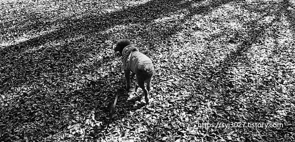 Alt 속성 문제 해결 설명 이미지