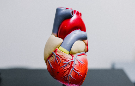 영지 버섯 차 효능 : 심혈관