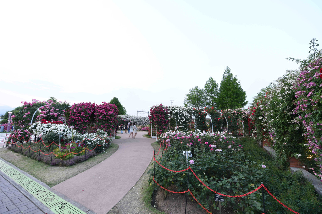 곡성장미축제사진