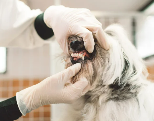 강아지 잇몸 염증, 왜 생기고 어떻게 관리해야 할까?