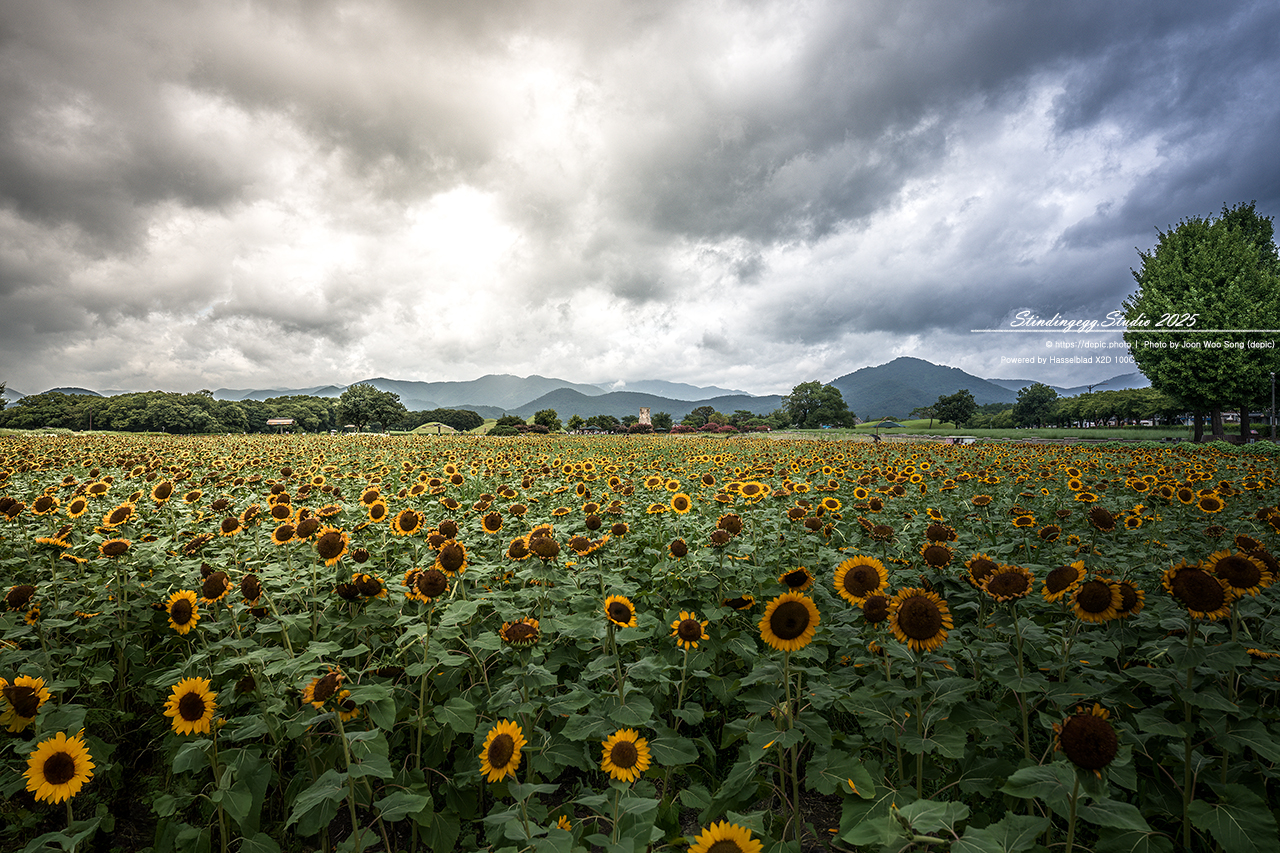 #경주 #첨성대 #반월성 #해바라기