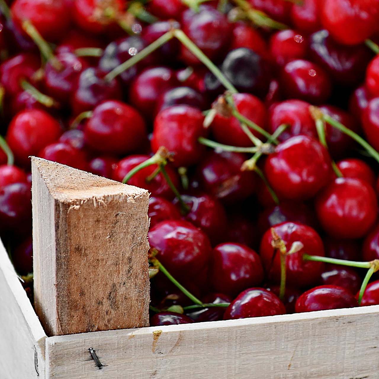 상자 속 체리들