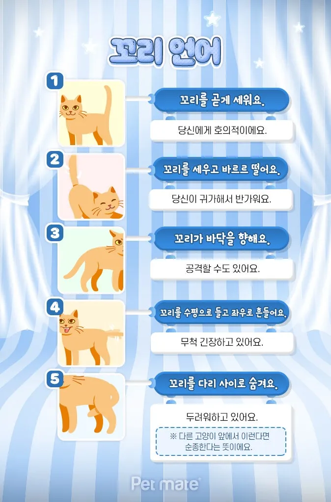 고양이 행동 분석 교정 언어 의미_3