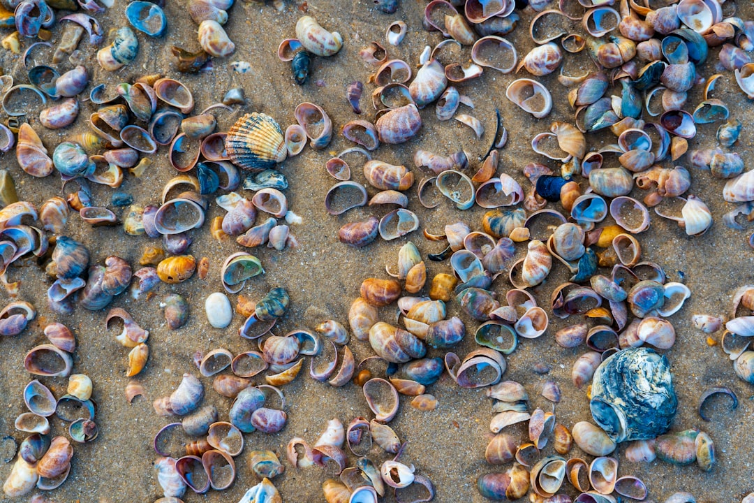 Shellfish