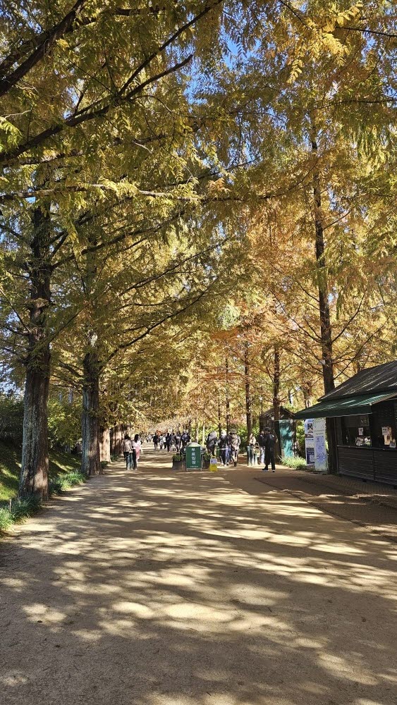 담양 관방제림 &amp; 메타세쿼이어랜드 단풍 절정 실시간 후기 : 이번주 전라남도 가볼만한곳 추천