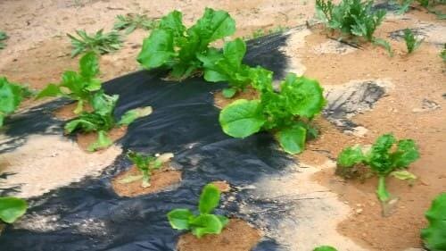 청상추-생장모습