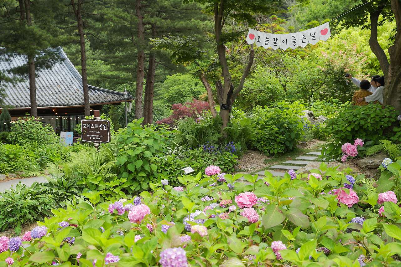아침고요수목원 수국전시회&amp;#44; 6월 방문객이 몰리는 진짜 이유 3가지