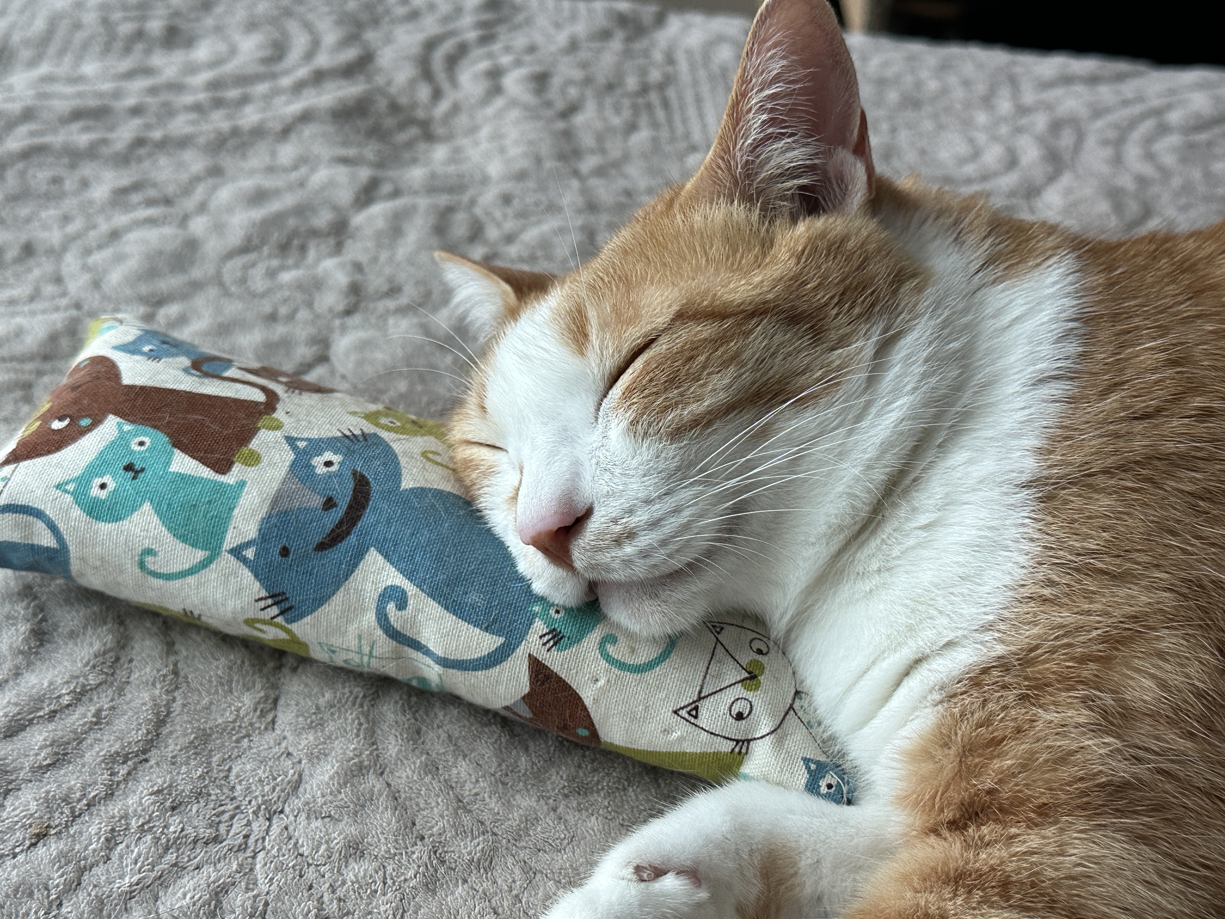 캣닢 쿠션 베고 자는 호야 (feat. 창문 해먹 자리 있나 확인하는 건이)