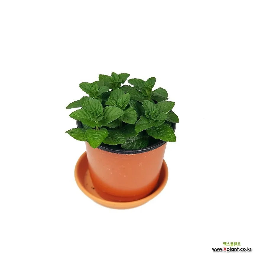 페퍼민트 키우기 물주기 삽목번식 햇빛관리 상쾌한 실내 허브_4