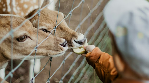 피나클랜드 동물