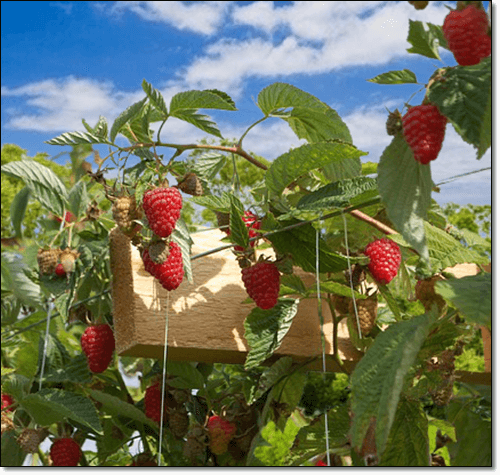 뉴질랜드 보이젠베리