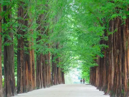 남이섬-입장료-선박-운항-시간-선착장