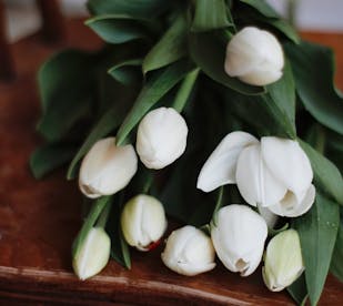 태안 튤립축제 기간, 입장료, 여행코스, 맛집 총정리