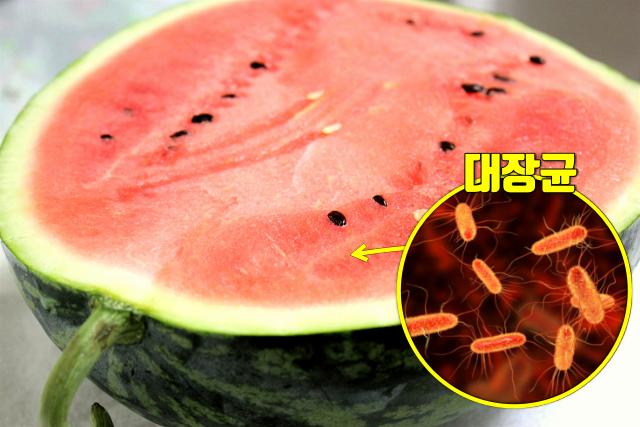 식중독 음식 수박