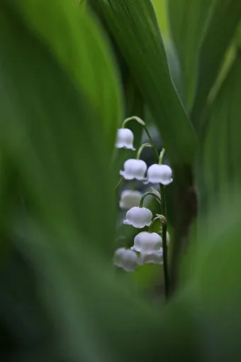 은방울꽃 꽃말 봄 꽃 꽃말 모음_14