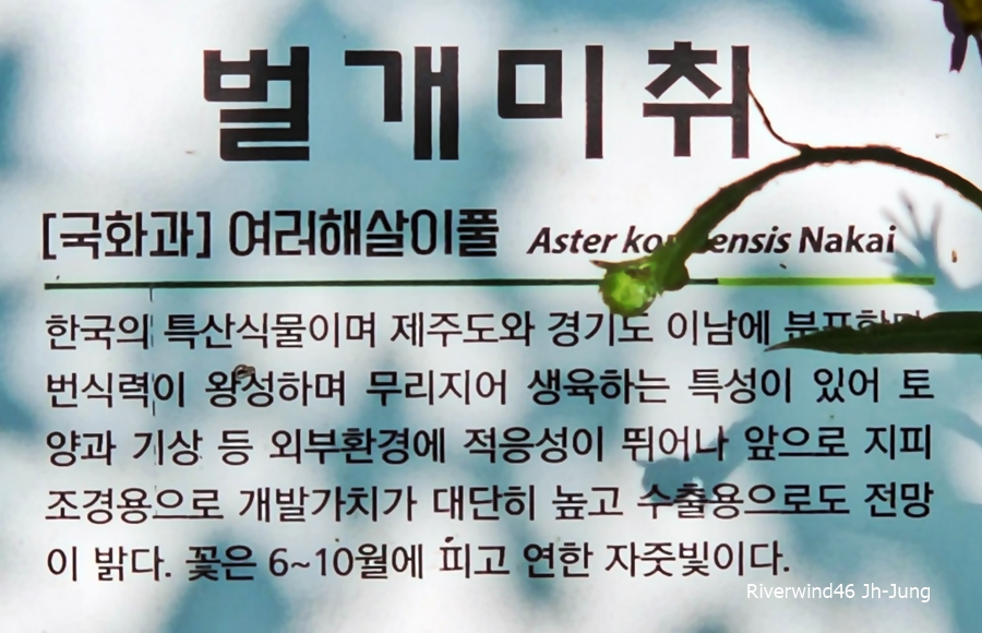 벌개미취(Aster koraiensis) 자원(紫苑)
