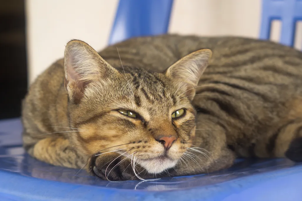 고양이 우울증과 무기력증 증상_1