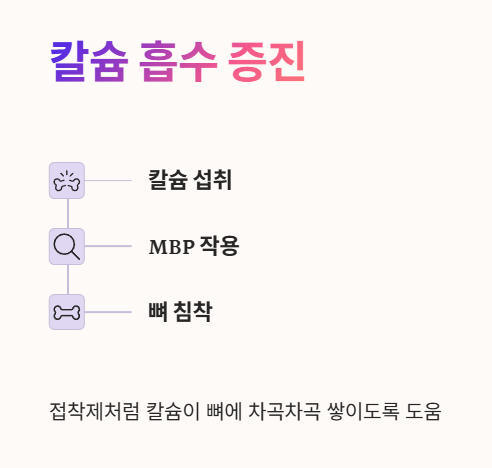 MBP 효능 : 칼슘 흡수 증진