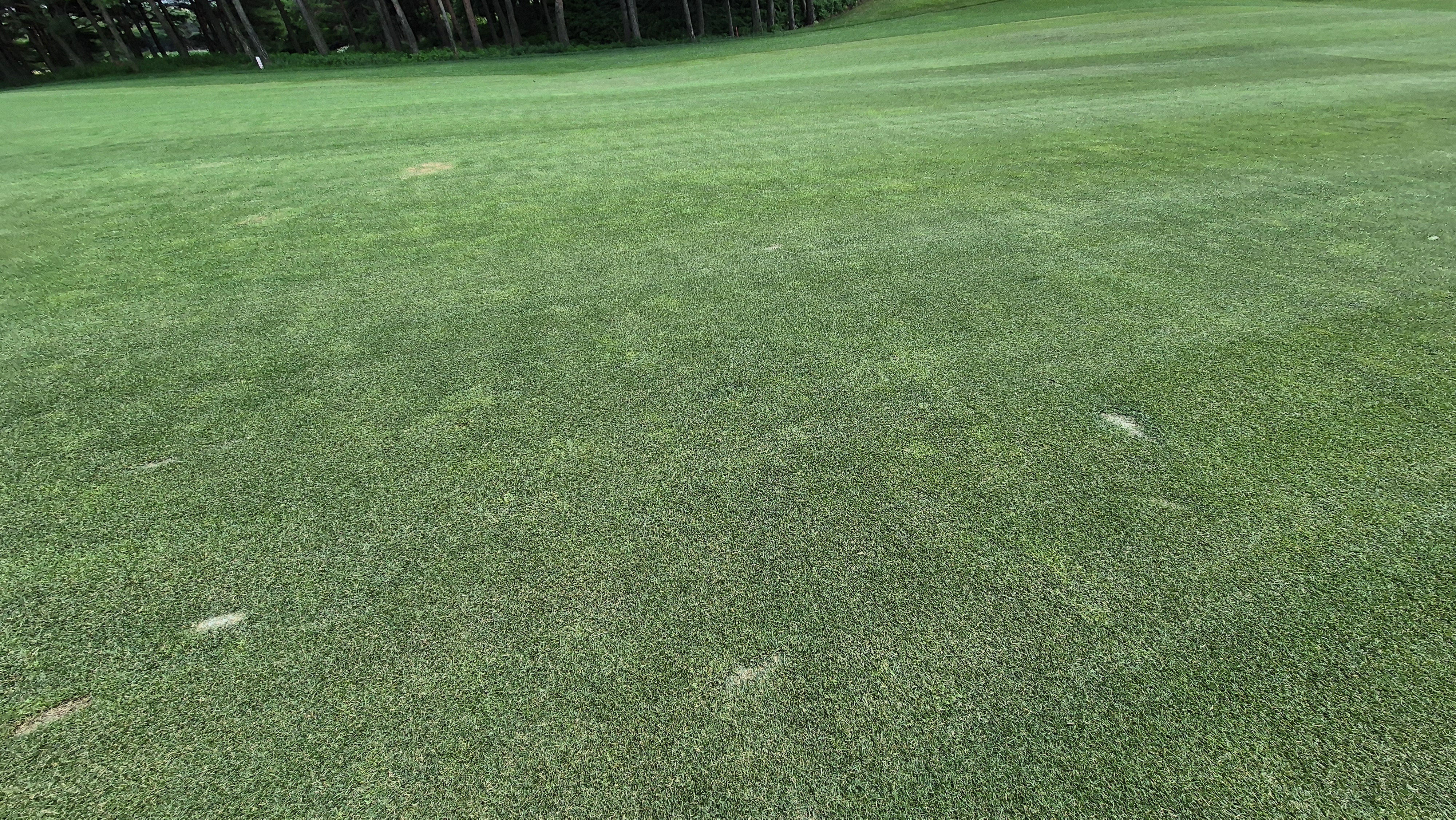 파인리즈cc 라운드 후기