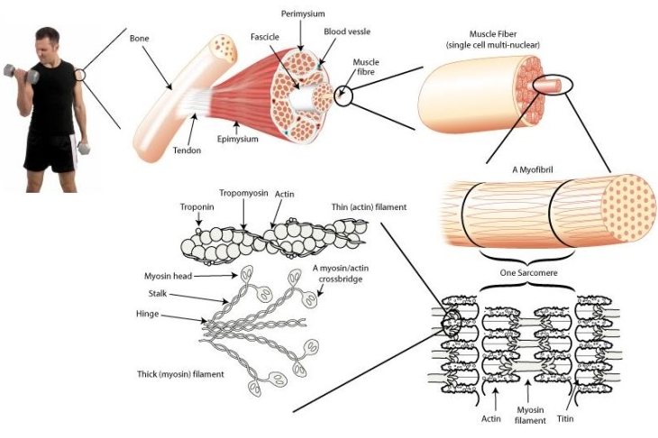 웨이트 트레이닝 근육생성 원리