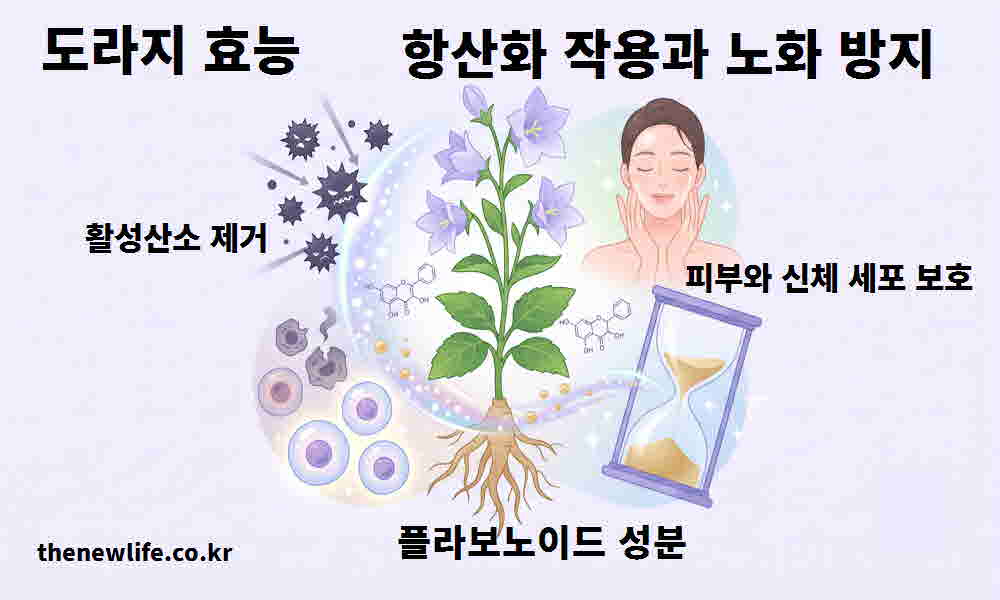 도라지 효능 항산화 작용 노화 방지