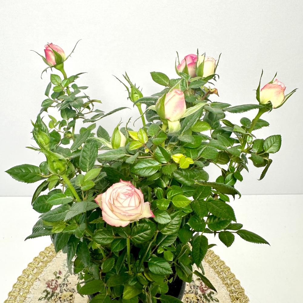 미니장미 키우기 물주는 방법