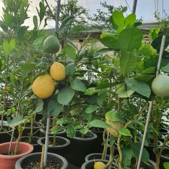 레몬 재배 화분 재배 실내 월동 가지 치기_10