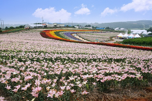 50대 부부 여행지 추천 태안 안면도 자연휴양림