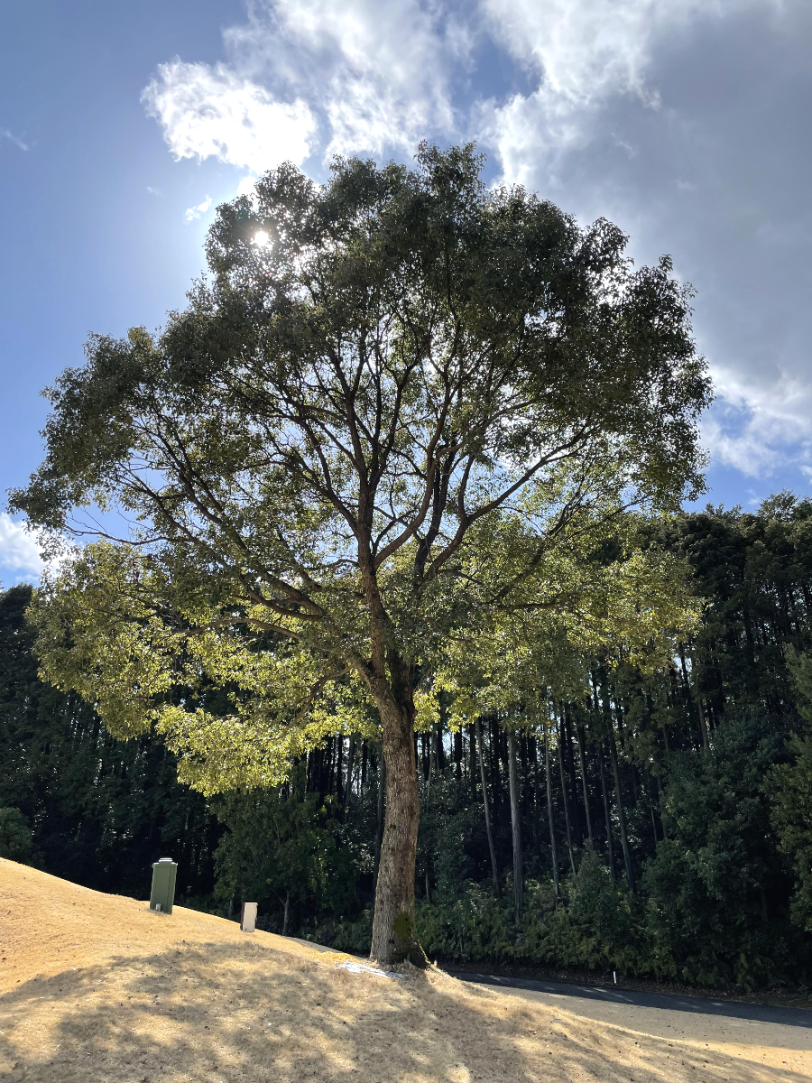 가사기 골프 클럽 나무