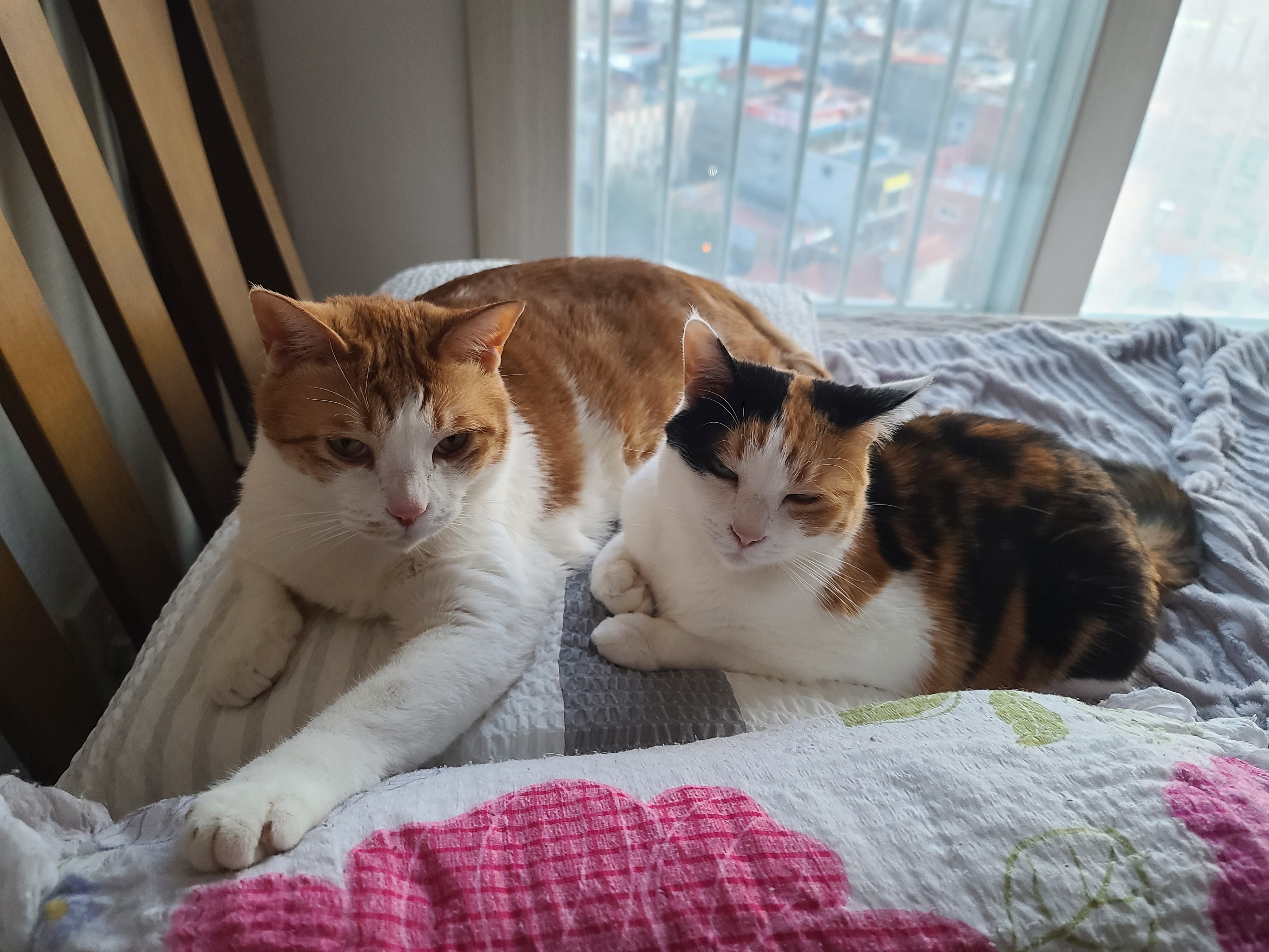 한 베개를 다정히 나눠쓰는 고양이 커플, 막둥이랑 요미 (feat.호야랑 건)