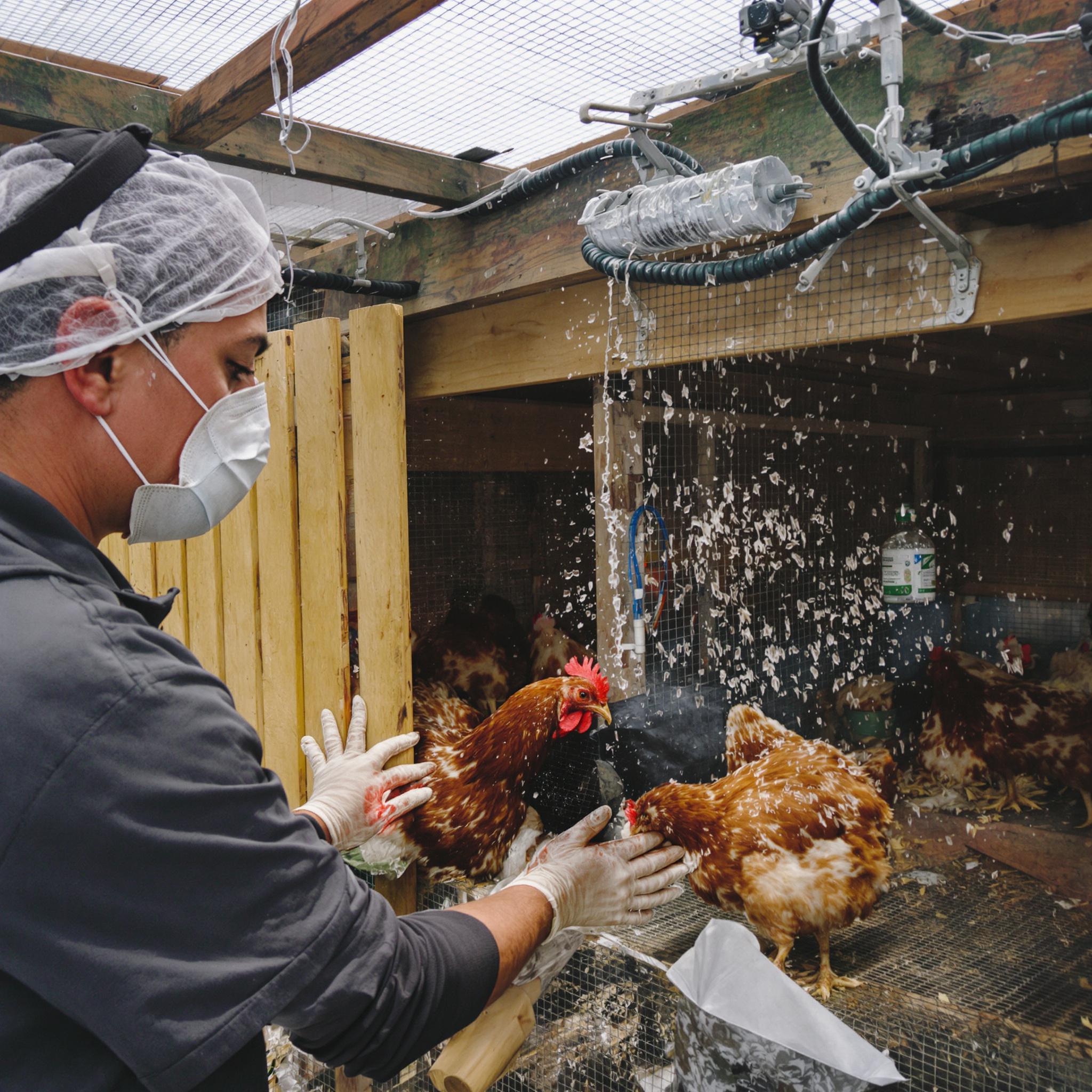 조류 인플루엔자 확산