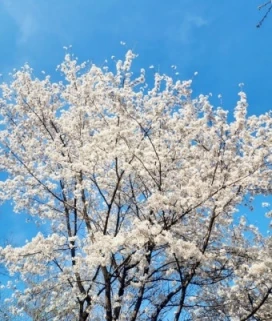 2026 진해군항제 일정