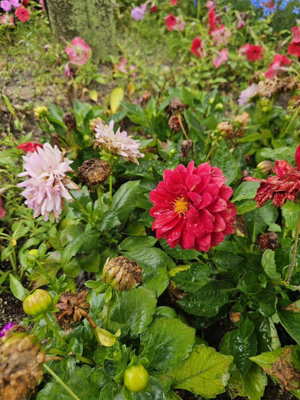 중증장애인 맞춤 복지제도