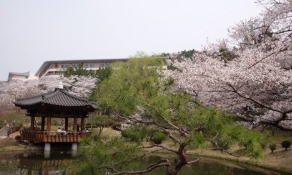 전주-벚꽃-명소