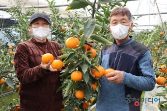 레드향 재배 착과 조절 잎 관리 하우스 온도_7