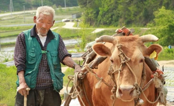 매미소리 줄거리 (4)