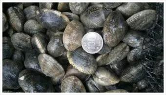 직거래 판매 준비 포장 가격 온라인마켓 택배 규정_22